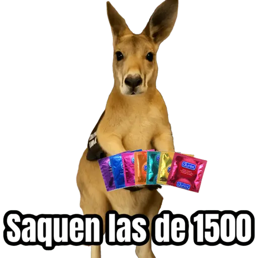 🦘Memes canguro 🦘😂