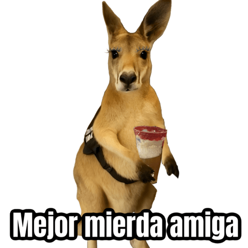 🦘Memes canguro 🦘😂 preview