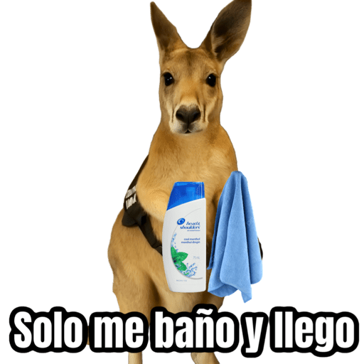 🦘Memes canguro 🦘😂 preview