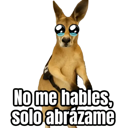 🦘Memes canguro 🦘😂