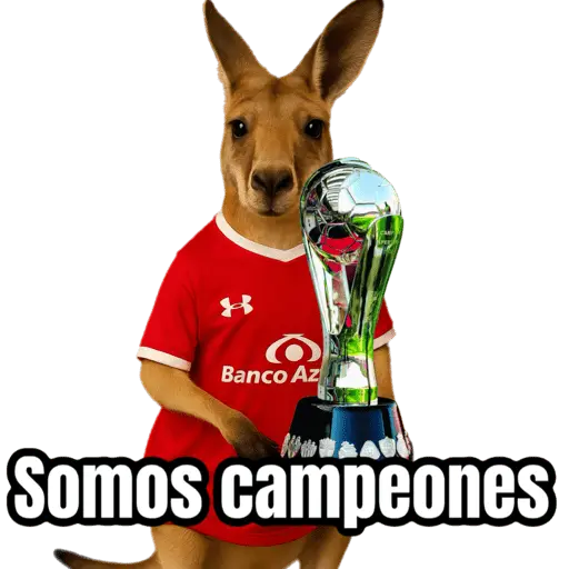 🦘Memes canguro 🦘😂