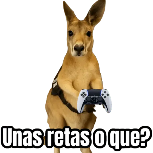 🦘Memes canguro 🦘😂
