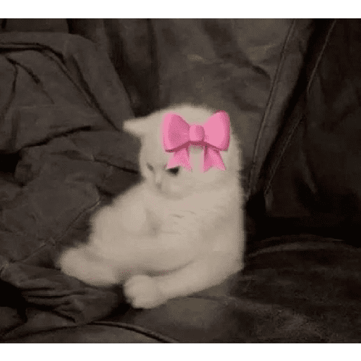 gatinho 😼 preview