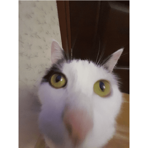 gatinho 😼 preview