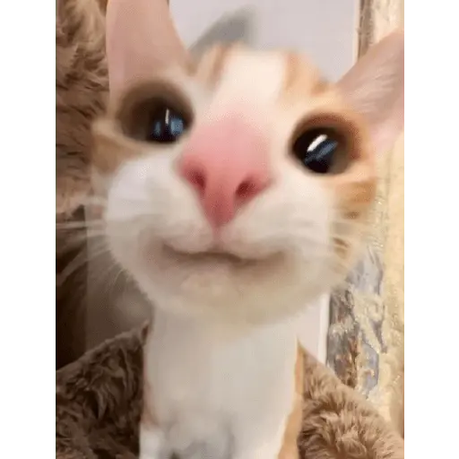 gatinho 😼