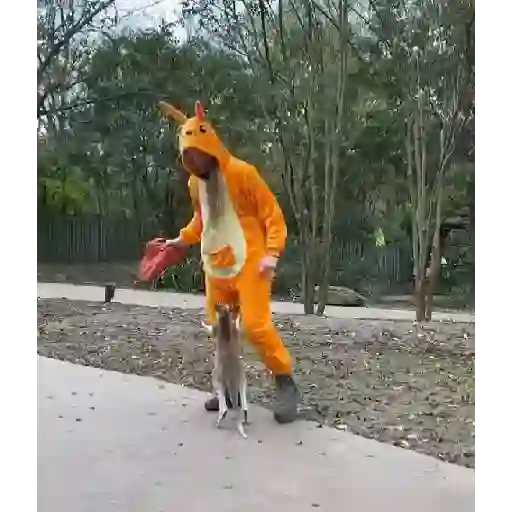 🦘 Canguro Tiktok 🔥