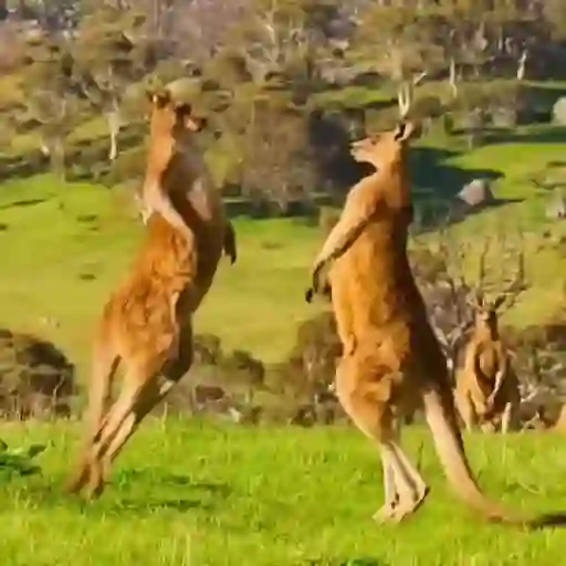 🦘 Canguro Tiktok 🔥