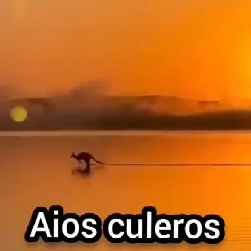 🦘 Canguro Tiktok 🔥