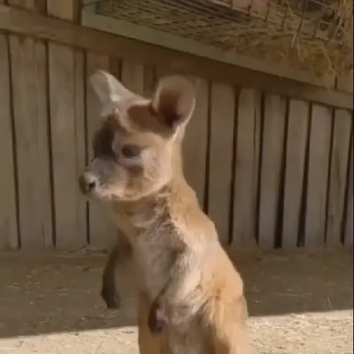🦘 Canguro Tiktok 🔥