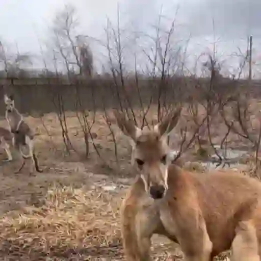 🦘 Canguro Tiktok 🔥