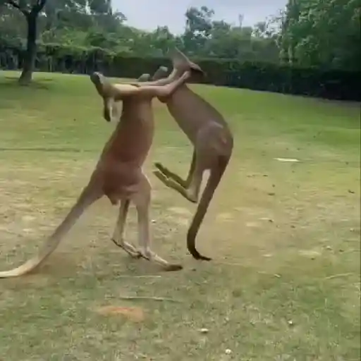 🦘 Canguro Tiktok 🔥