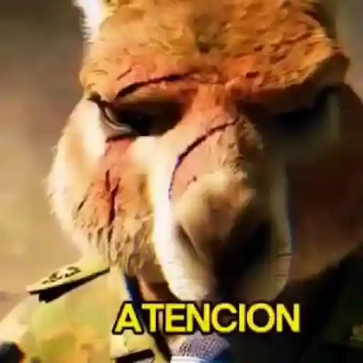 🦘 Canguro Tiktok 🔥