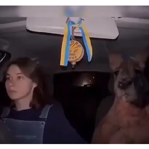 🦘 Canguro Tiktok 🔥