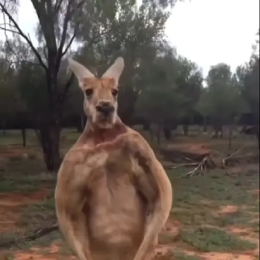 🦘 Canguro Tiktok 🔥