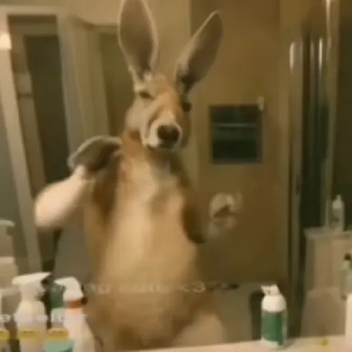 🦘 Canguro Tiktok 🔥