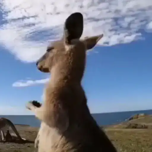 🦘 Canguro Tiktok 🔥