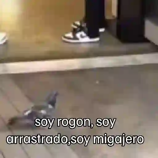 🐦 PALOMA MIGAJERA BAILANDO🐦