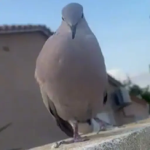 🐦 PALOMA MIGAJERA BAILANDO🐦