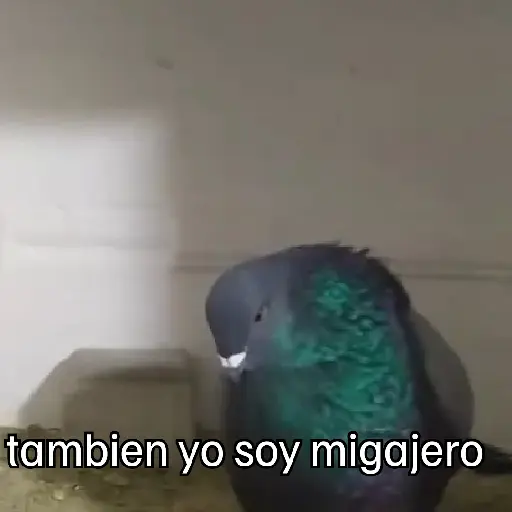 🐦 PALOMA MIGAJERA BAILANDO🐦