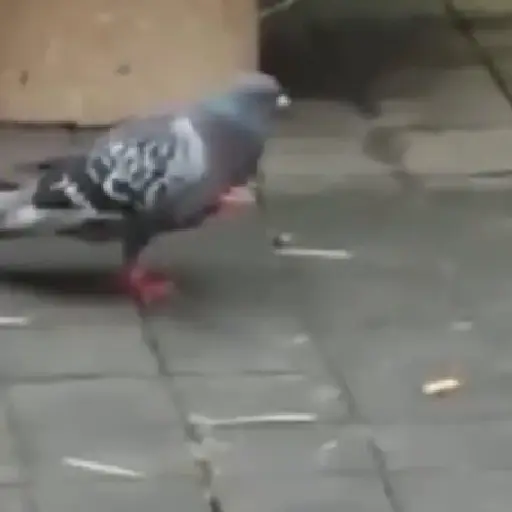 🐦 PALOMA MIGAJERA BAILANDO🐦