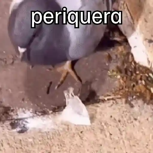 🐦 PALOMA MIGAJERA BAILANDO🐦