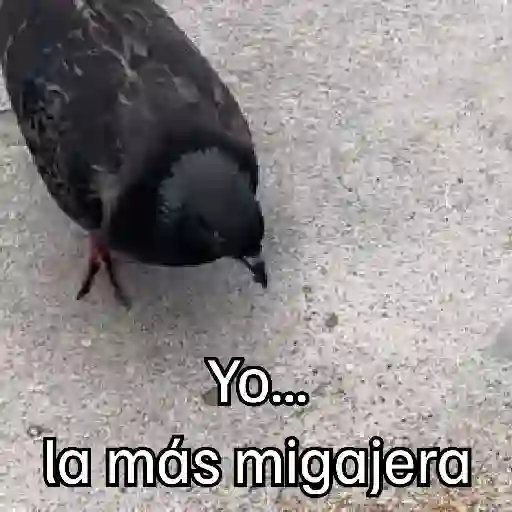 🐦 PALOMA MIGAJERA BAILANDO🐦