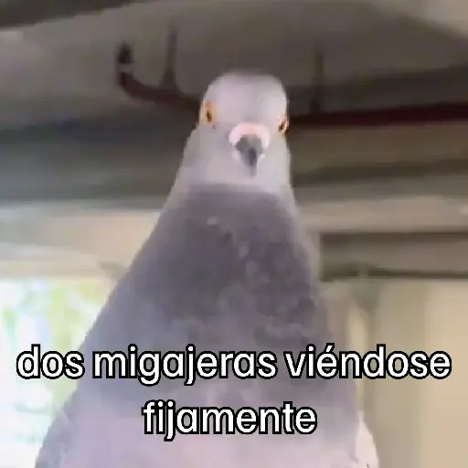 🐦 PALOMA MIGAJERA BAILANDO🐦