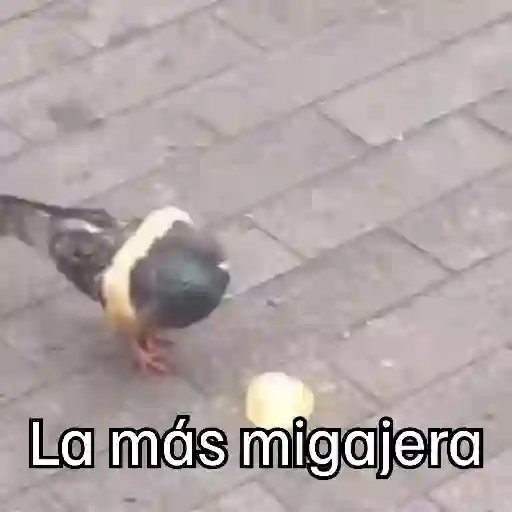 🐦 PALOMA MIGAJERA BAILANDO🐦