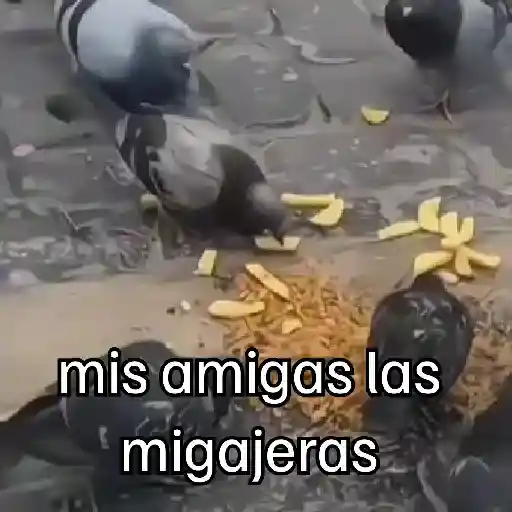 🐦 PALOMA MIGAJERA BAILANDO🐦