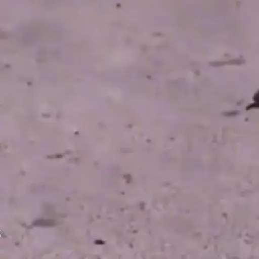 🐦 PALOMA MIGAJERA BAILANDO🐦