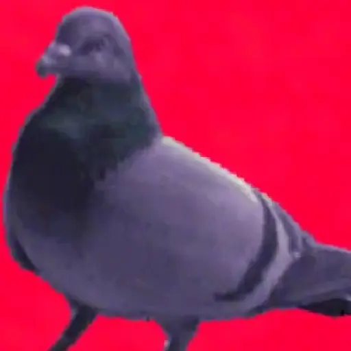 🐦 PALOMA MIGAJERA BAILANDO🐦