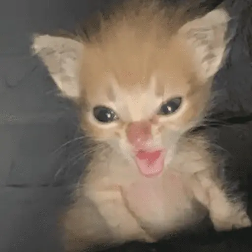 😸 Te lo digo con un gato 😸