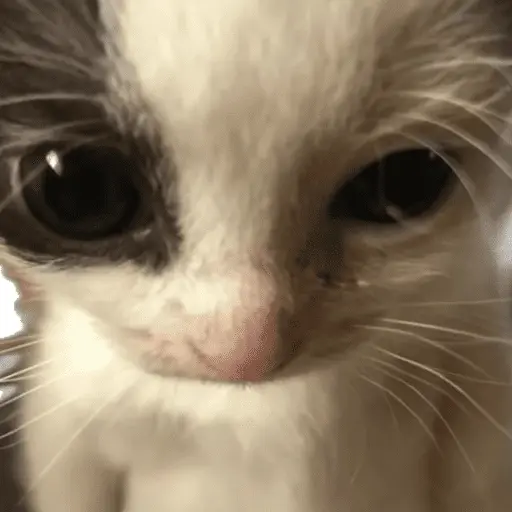 😸 Te lo digo con un gato 😸