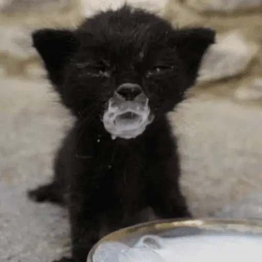 😸 Te lo digo con un gato 😸