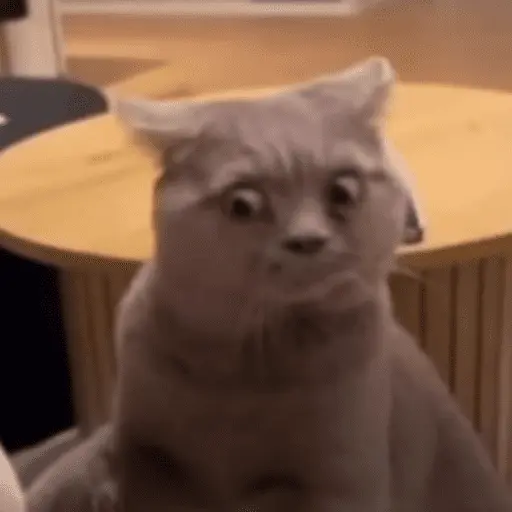 😸 Te lo digo con un gato 😸