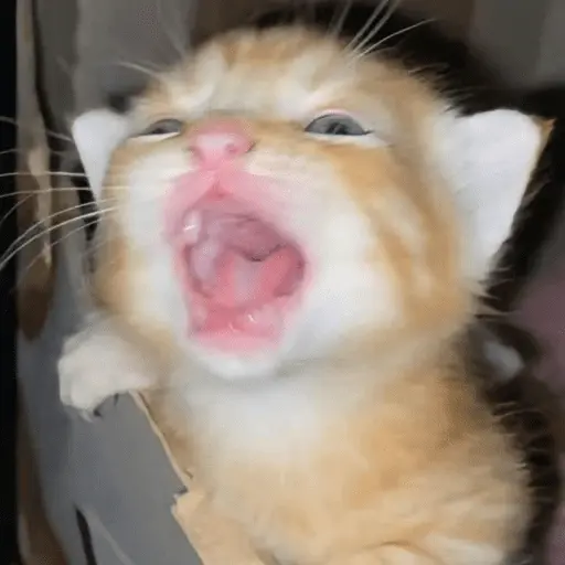 😸 Te lo digo con un gato 😸