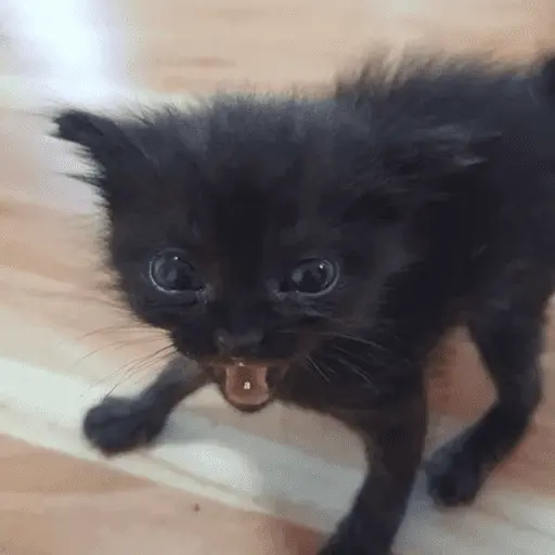 😸 Te lo digo con un gato 😸