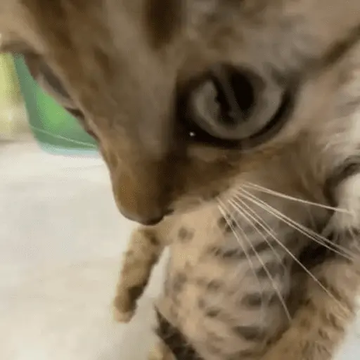 😸 Te lo digo con un gato 😸