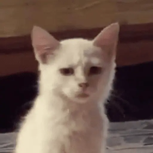 😸 Te lo digo con un gato 😸