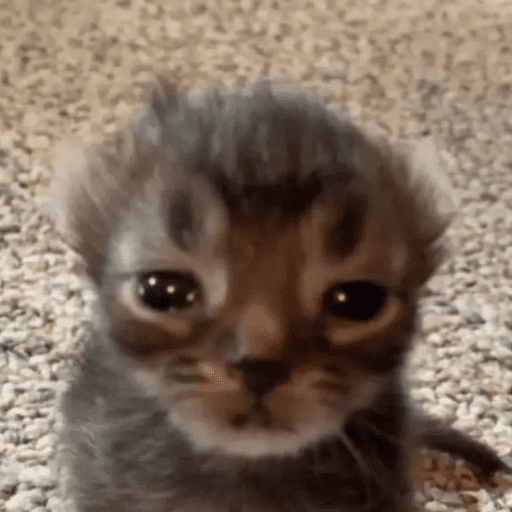 😸 Te lo digo con un gato 😸 preview