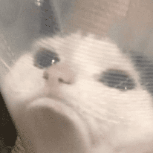 😸 Te lo digo con un gato 😸 preview