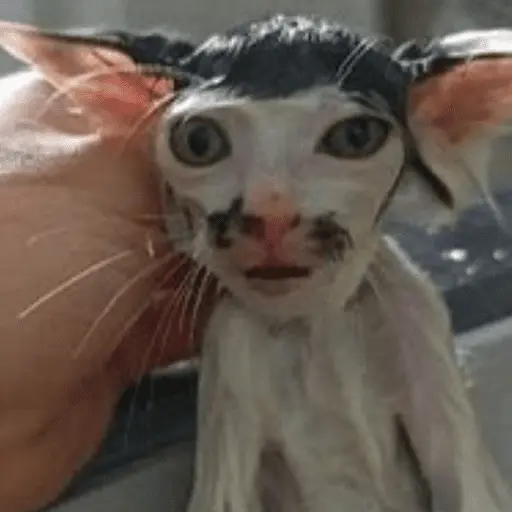 😸 Te lo digo con un gato 😸