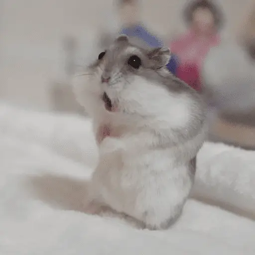 🐹 HAMSTERS MOODCITOS 🐹