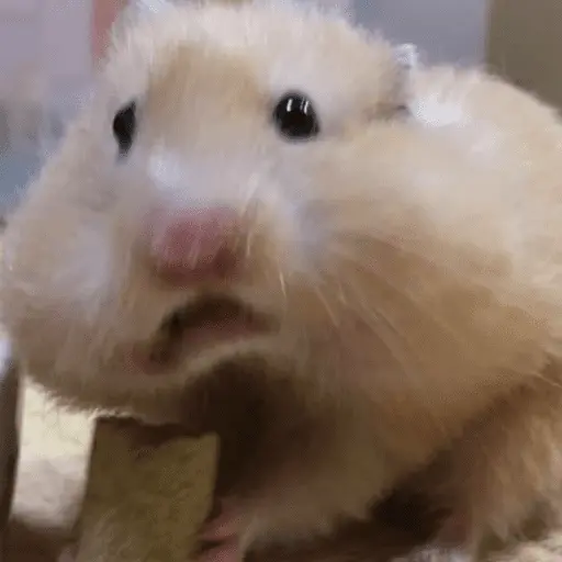 🐹 HAMSTERS MOODCITOS 🐹
