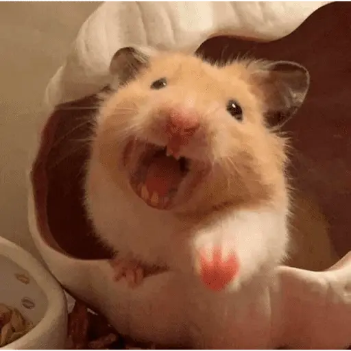 🐹 HAMSTERS MOODCITOS 🐹