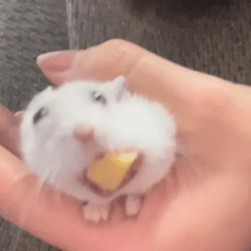 🐹 HAMSTERS MOODCITOS 🐹