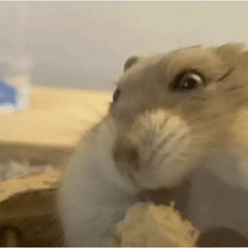 🐹 HAMSTERS MOODCITOS 🐹