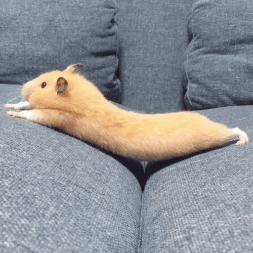 🐹 HAMSTERS MOODCITOS 🐹 preview