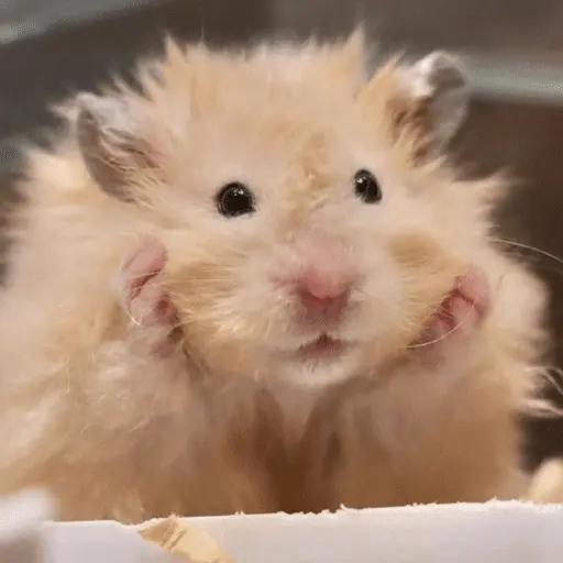 🐹 HAMSTERS MOODCITOS 🐹