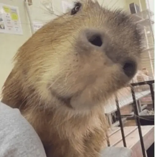 😍 CAPYBARAS 😍